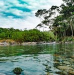 jungle and river