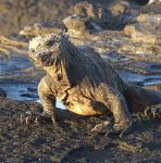 lizard on beach