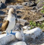 bird with blue feet