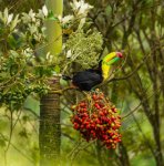 Toucan in tropical tree