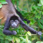 monkey in tree