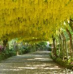arch of yellow foliage over road